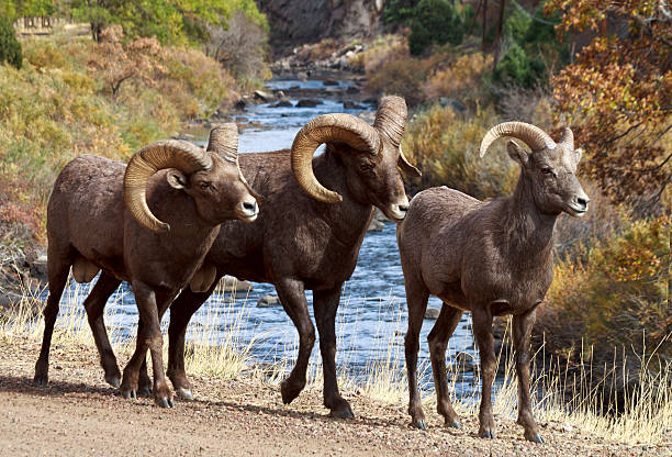 Bighorn Sheep posing for pictures and enjoying beautiful day next to the river