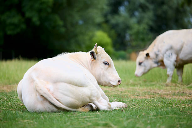 Close-up portrait of a Chianina cow photographed at sunset on a rural Italian farm. The image captures the distinctive white coat and horns of the Chianina cattle breed, backlit by warm golden hour light with natural lens flare.