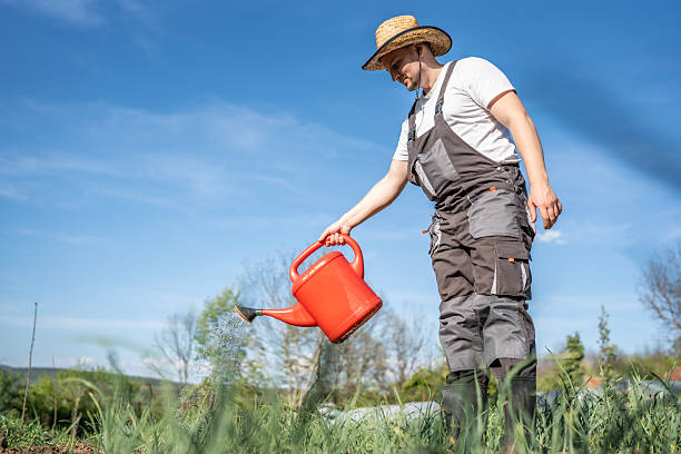 istock Gardener in Overalls Watering Plants Outdoors with Red Watering Can 2213370152