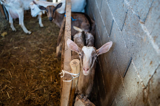 A curious goat standing in a rustic farm pen with other goats in the background, wooden and concrete materials are visible, capturing the environment of a barn and the daily farm life.
