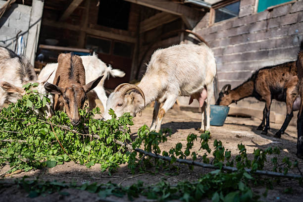 A group of goats eating green branches in a sunny outdoor barnyard. The scene showcases farm life, the animals' natural behavior, and the essence of a tranquil, sustainable agricultural environment.