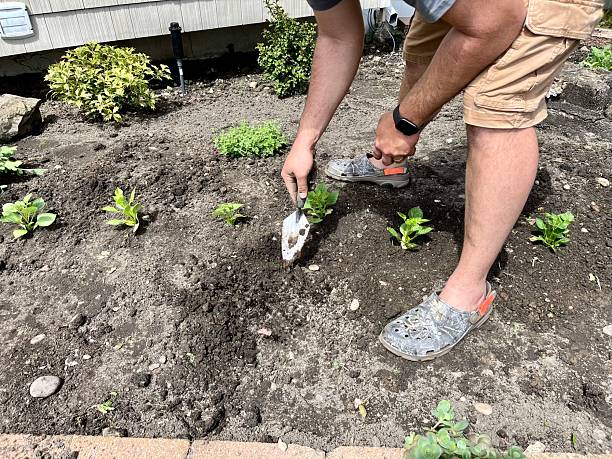 istock Planting Dahlias 2213370576