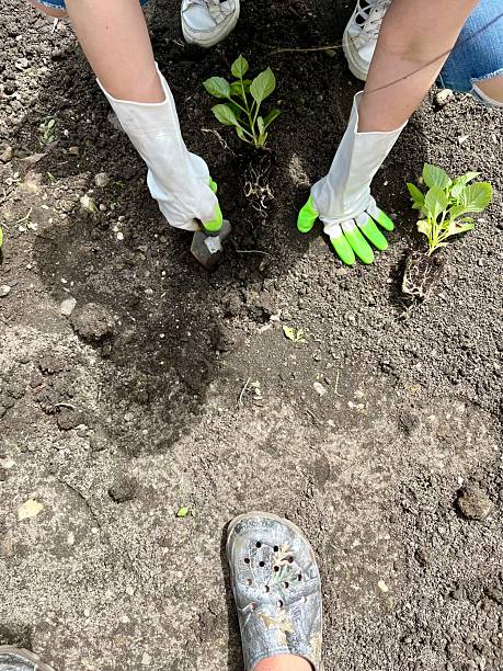 istock Planting Dahlias 2213370577