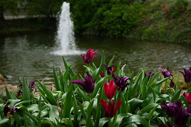 Photo is taken just after rain in The Garden society of Gothenburg, Sweden. Its a beautiful free public park in the middle of the city with no entrance fee.