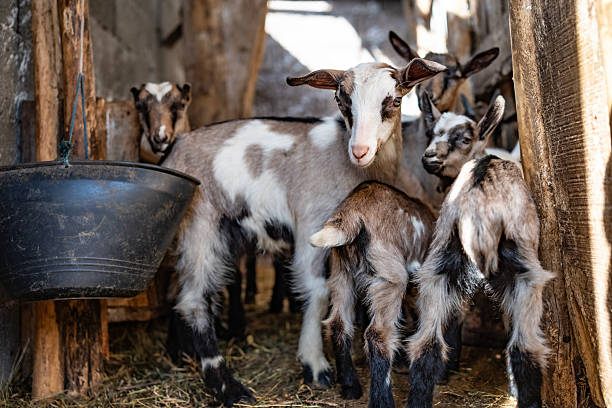istock Young Goats in a Rustic Farm Barn with Natural Lighting 2213371482