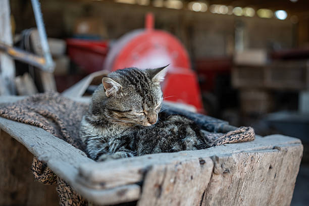 Close-up of a striped tabby cat resting in a wooden container surrounded by cozy textures, emphasizing tranquility and a rustic atmosphere. The blurred background enhances the focus on the cat.