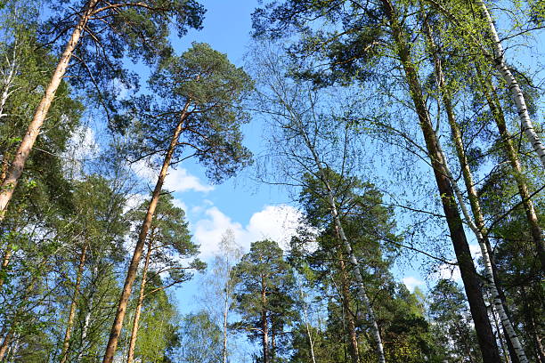 Looking Up at Tall Trees in a Forest with a Clear Blue Sky