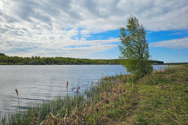 istock birch tree on the shore of the lake 2213371774