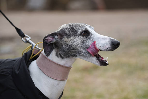 whippet, small grey brittish sighthound dog in dog clothes, close-up profile portrait in nature