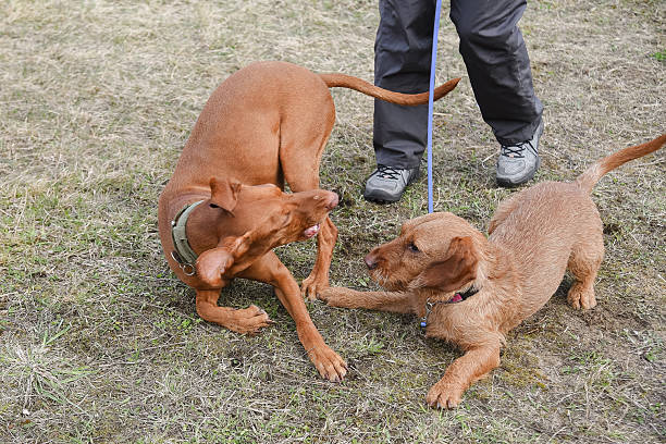 istock two dogs communicate at walk outdors in sunny summer day 2213371984