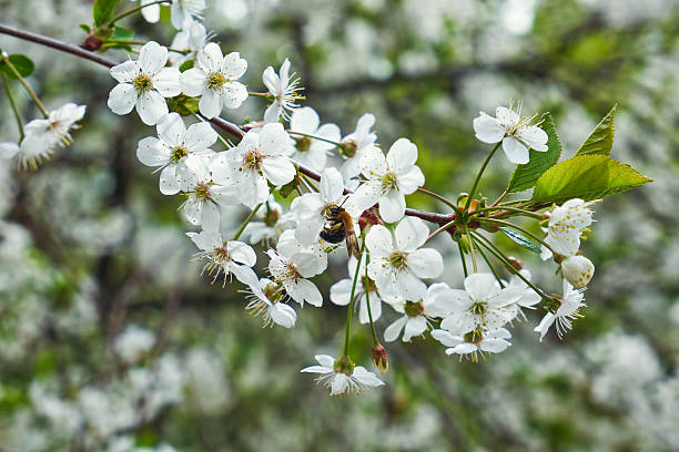 A bee is hovering over a white flower in a blue sky. The scene is peaceful and serene, with the bee and flower being the main focus