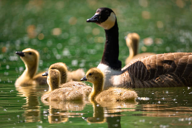 Mother canada goose swims with her baby goslings on a green pond in springtime