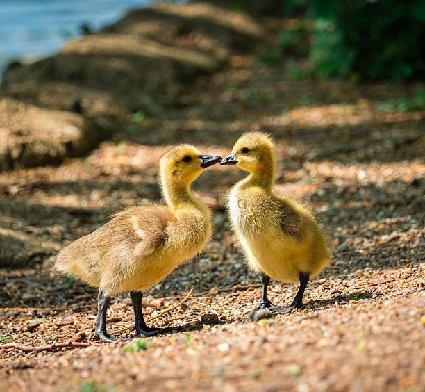 Two adorable goslings are kissing each other on the shore of a lake