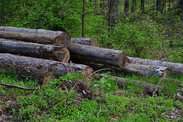 Pile of Logs in a Forest Clearing