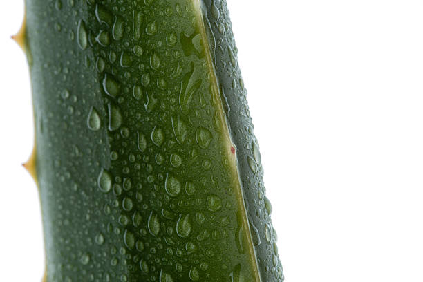 aloe with water drops on white background
