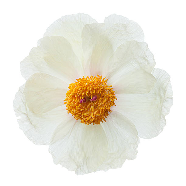 istock White peonies on a white isolated background 2213376697