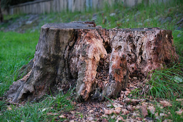 istock A Tree Stump That is Surrounded by Lush Green Grass in a Beautiful Natural Setting 2213376820