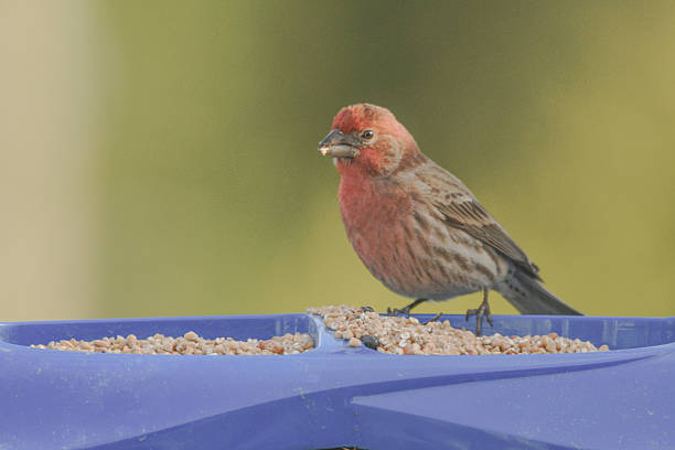 Purple Finch