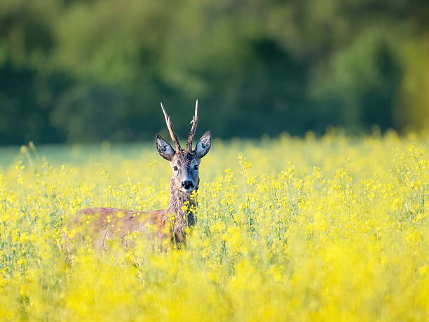 istock Roe deer buck standing on a flowery rape field with yellow flowers 2213377727