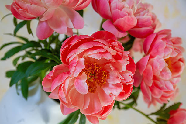 istock Bouquet of Peony Flowers 2213378723
