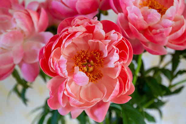 istock Bouquet of Peony Flowers 2213378881