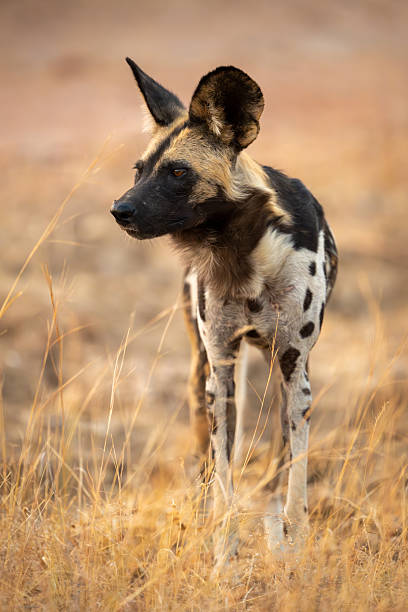 istock African wild dog standing in tall grass 2213380067