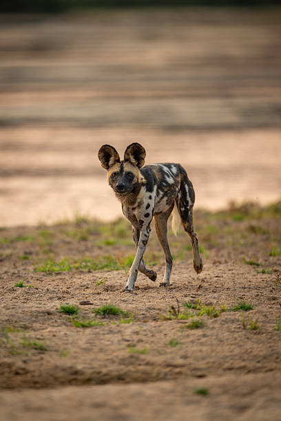 istock African wild dog runs down sandy riverbank 2213380167