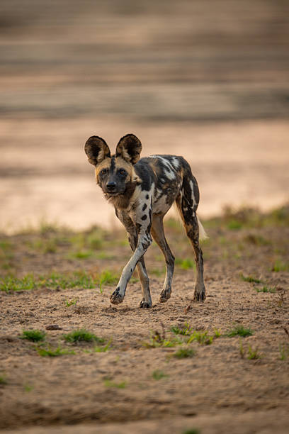 istock African wild dog runs along sandy riverbank 2213380169