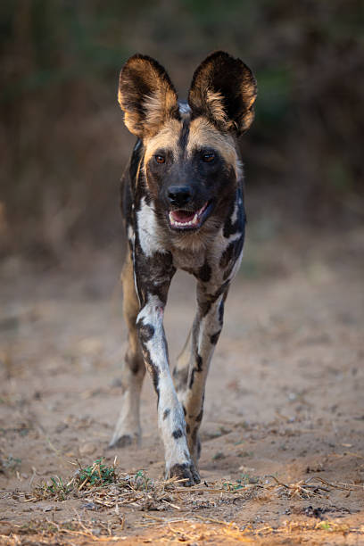 istock African wild dog runs across sandy ground 2213380299