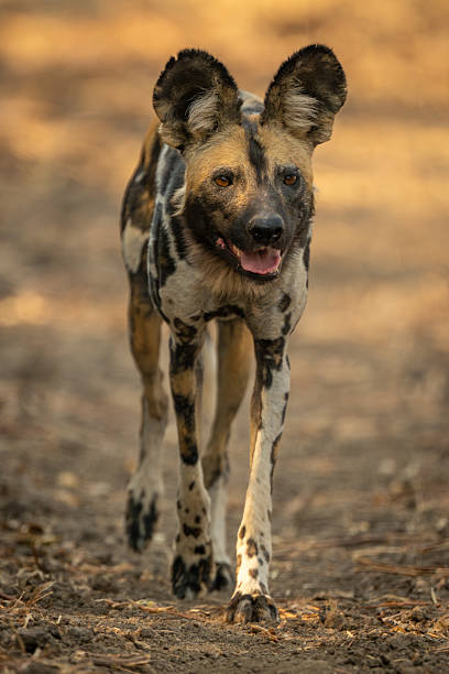 istock African wild dog opens mouth approaching camera 2213380319