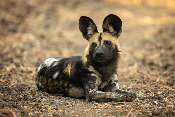 istock African wild dog lying on bare ground 2213380485
