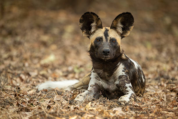 istock African wild dog lying facing towards camera 2213380539