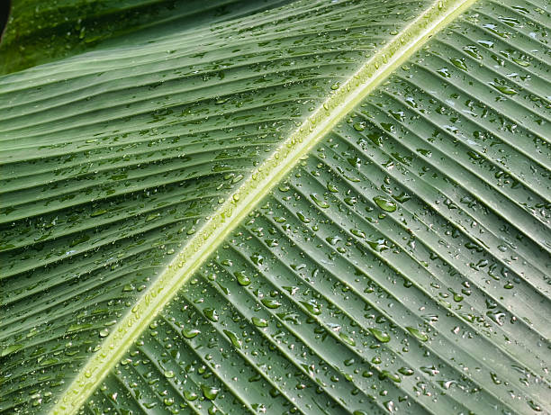 Lush green banana trees garden