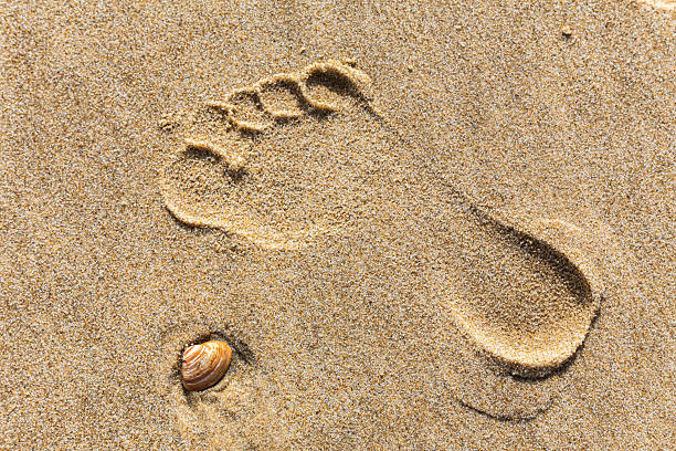 A foot print is in the sand next to a shell. The shell is small and white. The sand is light brown and the foot print is large