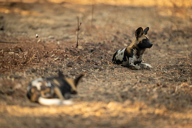 istock African wild dog lies watching another one 2213381628