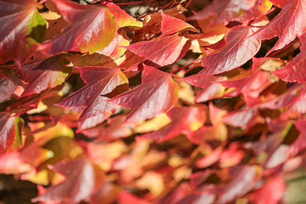 istock A close up of red leaves on a tree 2213381649