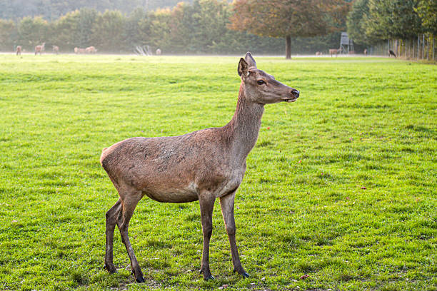 A deer is standing in a grassy field. The deer is looking to the right. The grass is green and the sky is cloudy