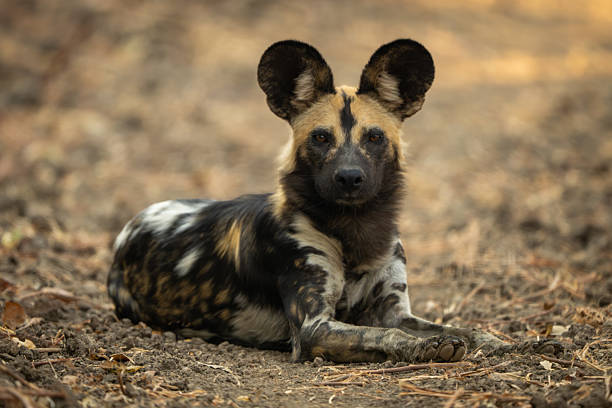 istock African wild dog lies staring into camera 2213381718