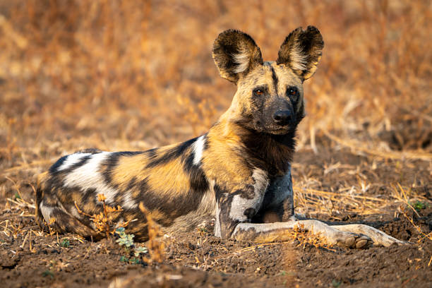 istock African wild dog lies staring toward camera 2213381723