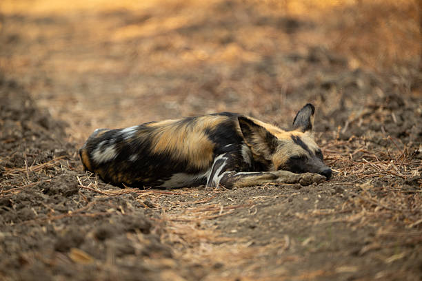 African wild dog lies sleeping on ground