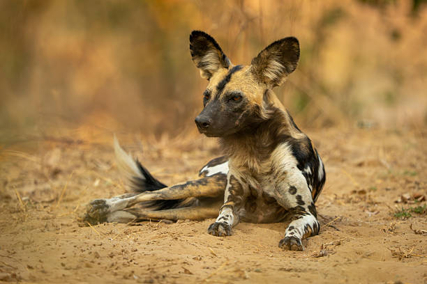istock African wild dog lies on sandy plain 2213382150