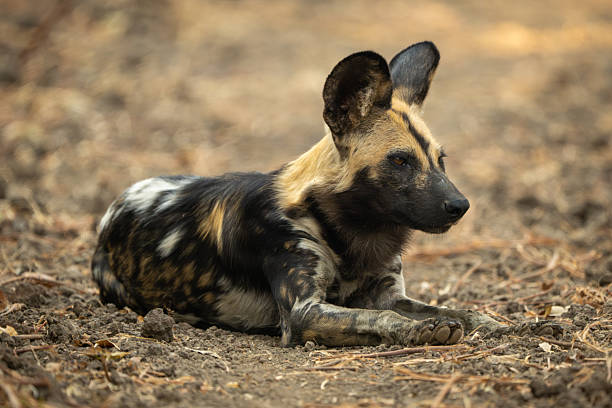 istock African wild dog lies on bare ground 2213382332