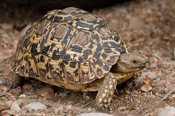 South African leopard tortoise in wildlife reserve.