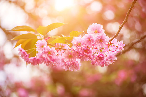 istock Sakura flowers blooming, spring seasonal Easter background 2213384510