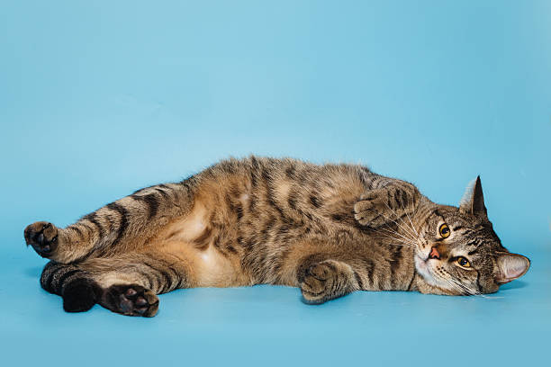 istock Beautiful gray cat lies impressively 2213385909