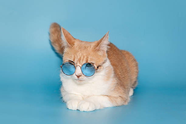 istock Beautiful cat with stylish glasses 2213385911