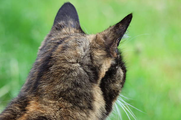 Cat with multiple fur colours surrounded by green fields. Cloudy weather.