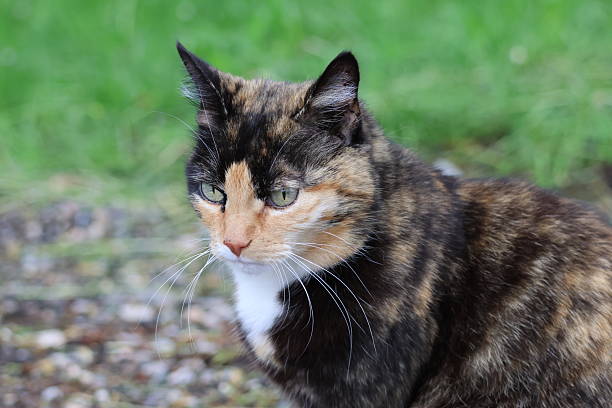 istock Calico cat on a field 2213386153