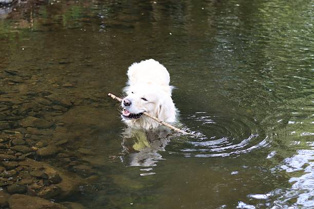 istock Golden retriever swimming in a shallow river 2213387021