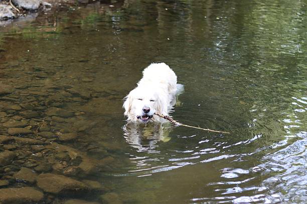 istock Golden retriever swimming in a shallow river 2213387076